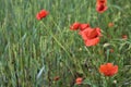 Poppies by the edge of a field on a cloudy day in the italian countryside Royalty Free Stock Photo