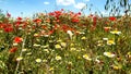 Poppies at the edge of a path Royalty Free Stock Photo