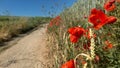 Poppies at the edge of a path