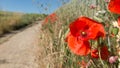 Poppies at the edge of a path Royalty Free Stock Photo