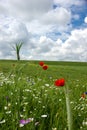 Poppies end ox-eye Royalty Free Stock Photo