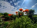 Poppies Enjoying Spring Sun