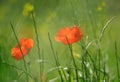 Poppies in the field Royalty Free Stock Photo