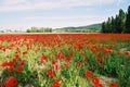 Poppies field 3 Royalty Free Stock Photo