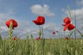 Poppies in the field