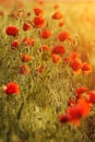 Poppies field background Royalty Free Stock Photo