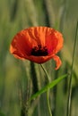 Poppies on the field background Royalty Free Stock Photo