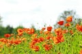 Poppies in field