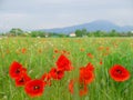 Poppies in the meadow. The beauty of Italy. Flowers and mountains in the background. Green field. Spring in Europe Royalty Free Stock Photo