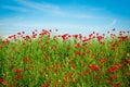 Poppies Field and blue sky