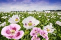 Poppies on a field and blue sky Royalty Free Stock Photo