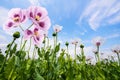 Poppies on a field and blue sky Royalty Free Stock Photo