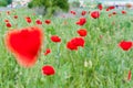 Poppies Field Royalty Free Stock Photo