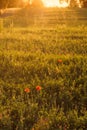 Poppies in a field in countryside. Late afternoon in Northern Italy. Royalty Free Stock Photo