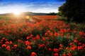 Poppies in a field. Czech Republic. Royalty Free Stock Photo