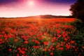 Poppies in a field. Czech Republic. Royalty Free Stock Photo