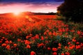 Poppies in a field. Czech Republic. Royalty Free Stock Photo