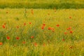 Poppies in a field of flax Royalty Free Stock Photo