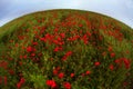 Poppies field flower on sunset Royalty Free Stock Photo