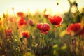 Poppies field flower on sunset Royalty Free Stock Photo