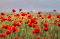 Poppies field Royalty Free Stock Photo