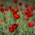 Poppies field in Kirgizia