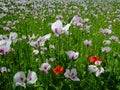 Poppies in field in large numbers.