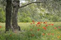 Poppies in a field, Lourmarin, Vaucluse, Provence-Alpes-CÃÂ´te d`Azur