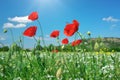 In poppies field. In poppies field Royalty Free Stock Photo