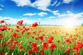 Poppies field Royalty Free Stock Photo
