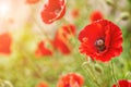 Poppies field in rays sun Royalty Free Stock Photo