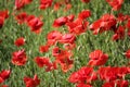 Poppies field, red flowers. Green and red colors in nature. Royalty Free Stock Photo