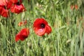 Poppies field, red flowers. Green and red colors in nature. Royalty Free Stock Photo