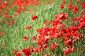 Poppies field, red flowers. Green and red colors in nature. Royalty Free Stock Photo