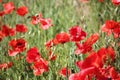 Poppies field, red flowers. Green and red colors in nature. Royalty Free Stock Photo