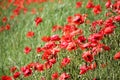 Poppies field, red flowers. Green and red colors in nature. Royalty Free Stock Photo