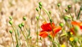 Poppies field, red flowers in the wild