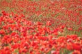 Poppies field