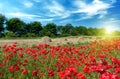 Poppies field in the sunrise Royalty Free Stock Photo