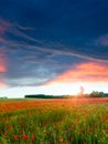 Poppies field at sunset