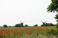 Poppies in a field by two old windmills Royalty Free Stock Photo