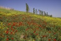 Poppies field in Uzbekistan