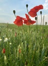 Poppies in the field of wheat and other wildflowers Royalty Free Stock Photo