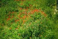 Poppies field with wild poppy flowers in may in Europe. Remembrance poppy. Red and green wild field in sunny day. Floral spring Royalty Free Stock Photo