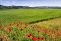 Poppies fields Royalty Free Stock Photo