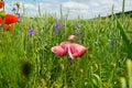 Poppies in filed