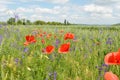 Poppies in filed