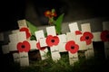 Poppies by flashlight