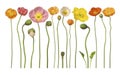 Poppies Floral Flower Flowers Banner Background Royalty Free Stock Photo