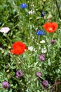 Poppies in Flower Field Royalty Free Stock Photo